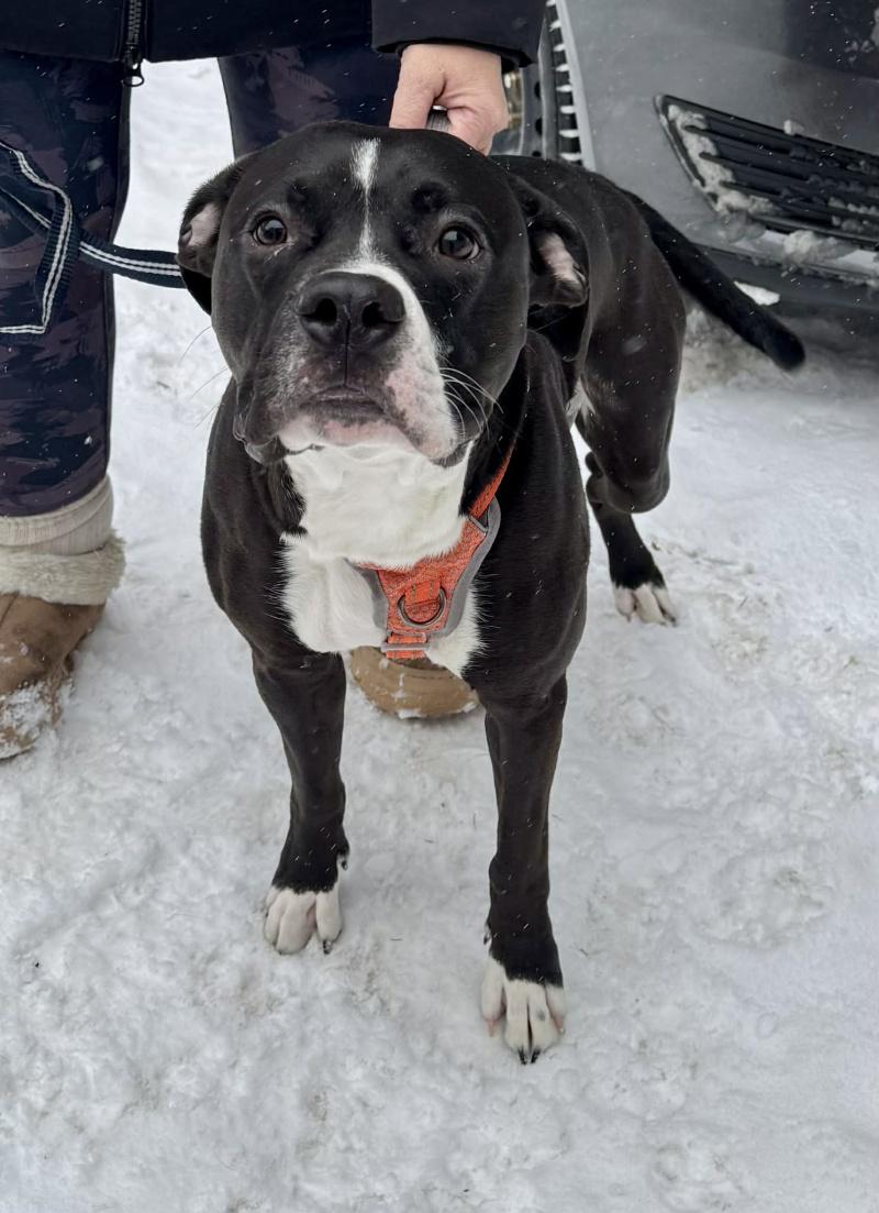 Charlie, ADOPTABLE, Young Male Boxer.