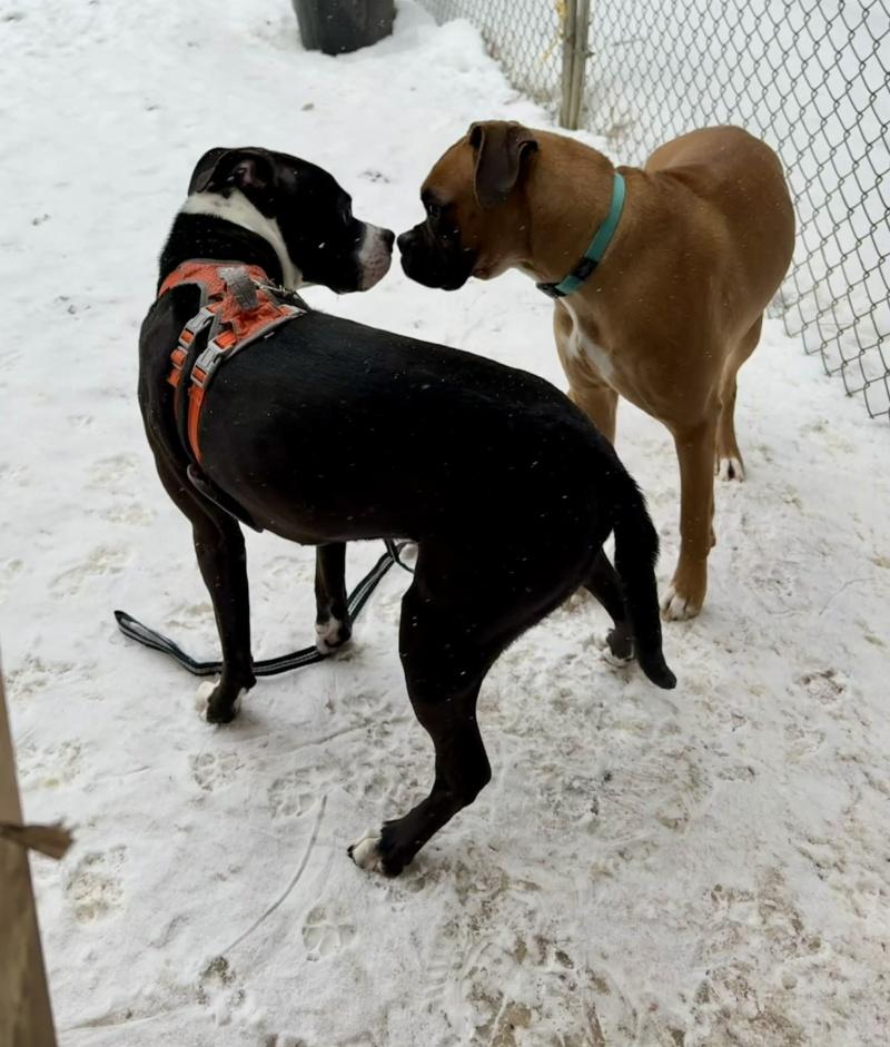 Enlarge Charlie, a ADOPTABLE mixed breed in Bancroft, ON image 3/4