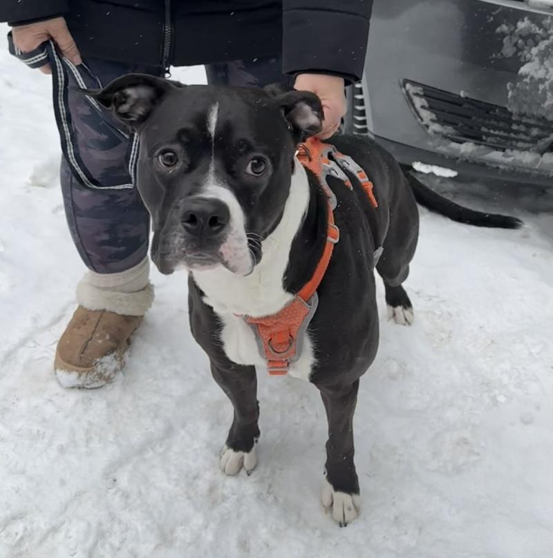 Enlarge Charlie, a ADOPTABLE mixed breed in Bancroft, ON image 2/4