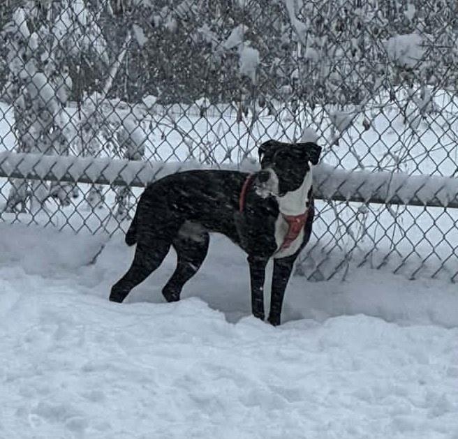 Enlarge Charlie, a ADOPTABLE mixed breed in Bancroft, ON image 4/4
