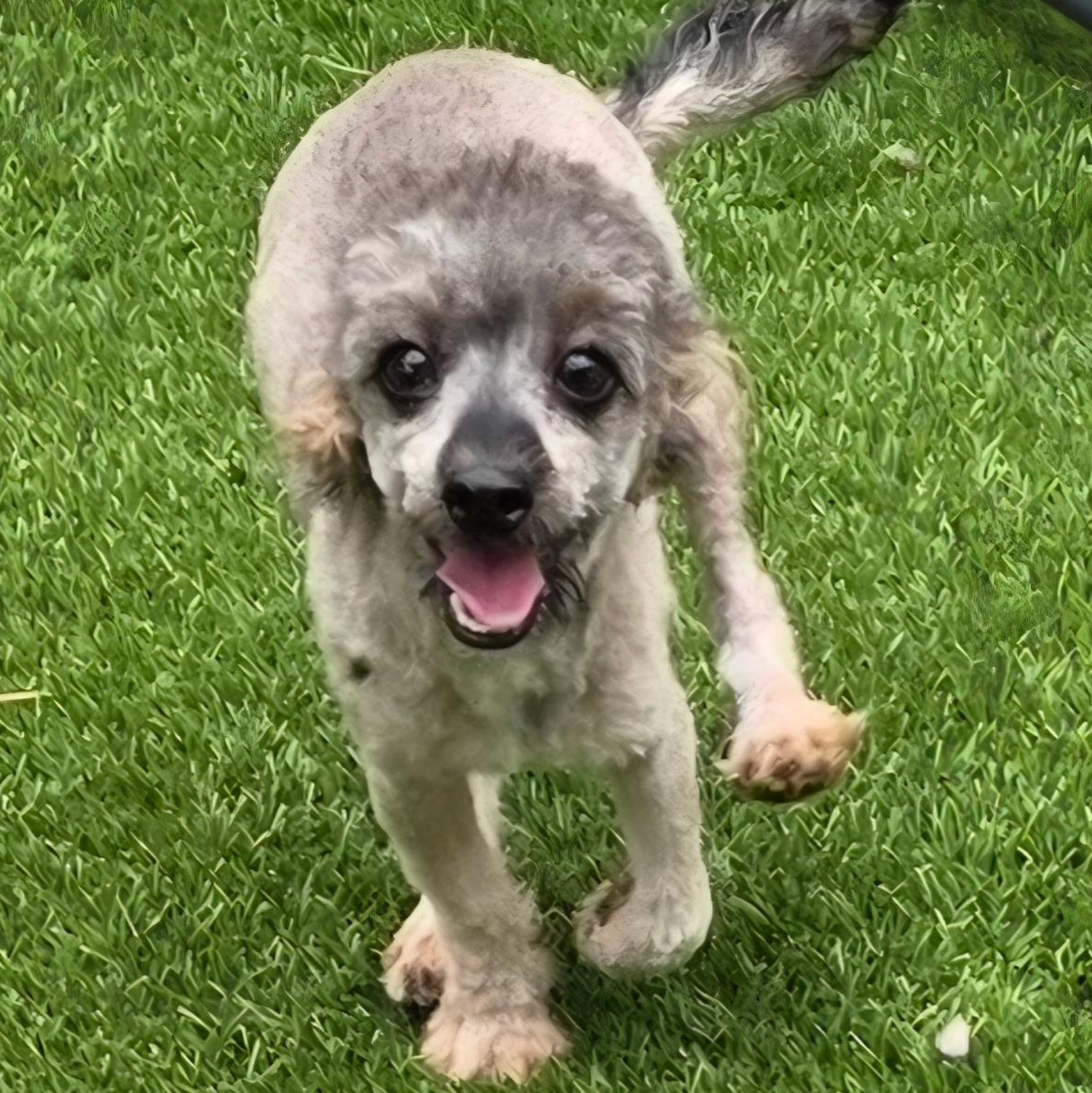 Enlarge Saylor, a Adoptable mixed breed in Anderson, SC image 4/5