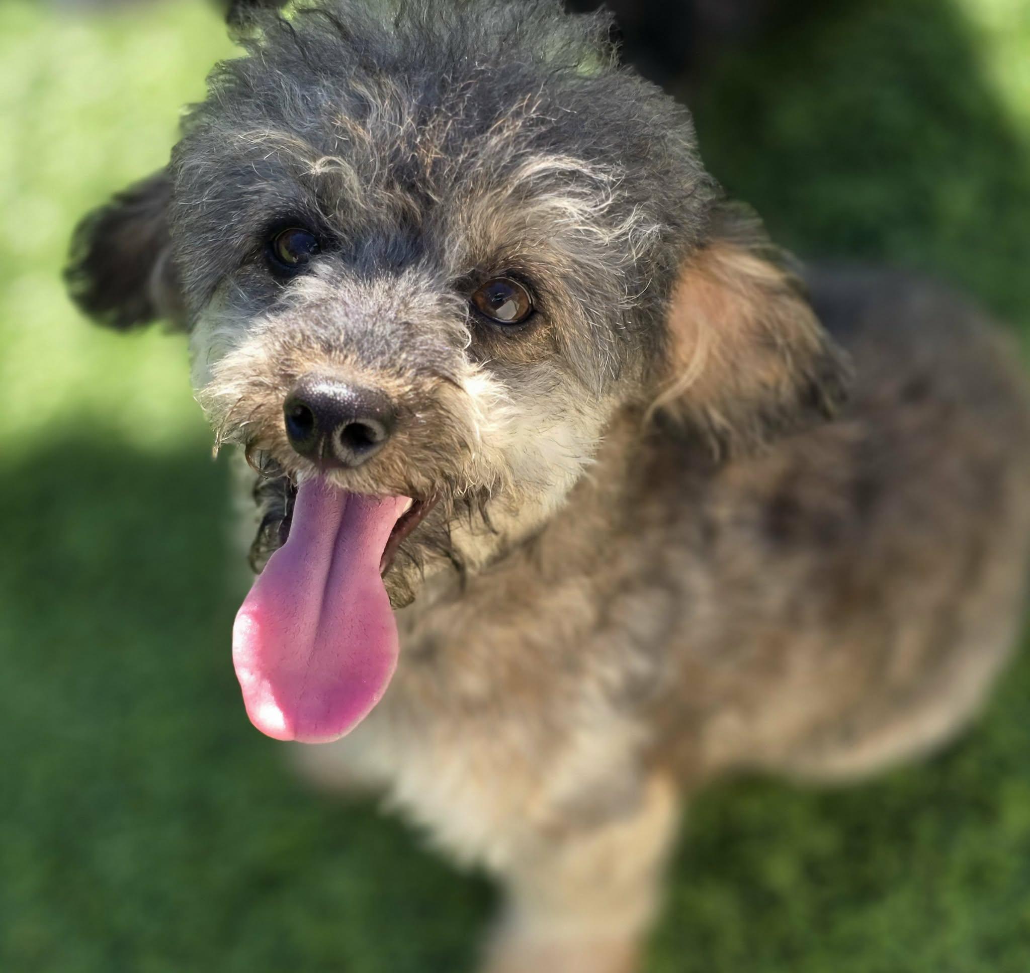 Saylor, Adoptable, Puppy Male Miniature Poodle.