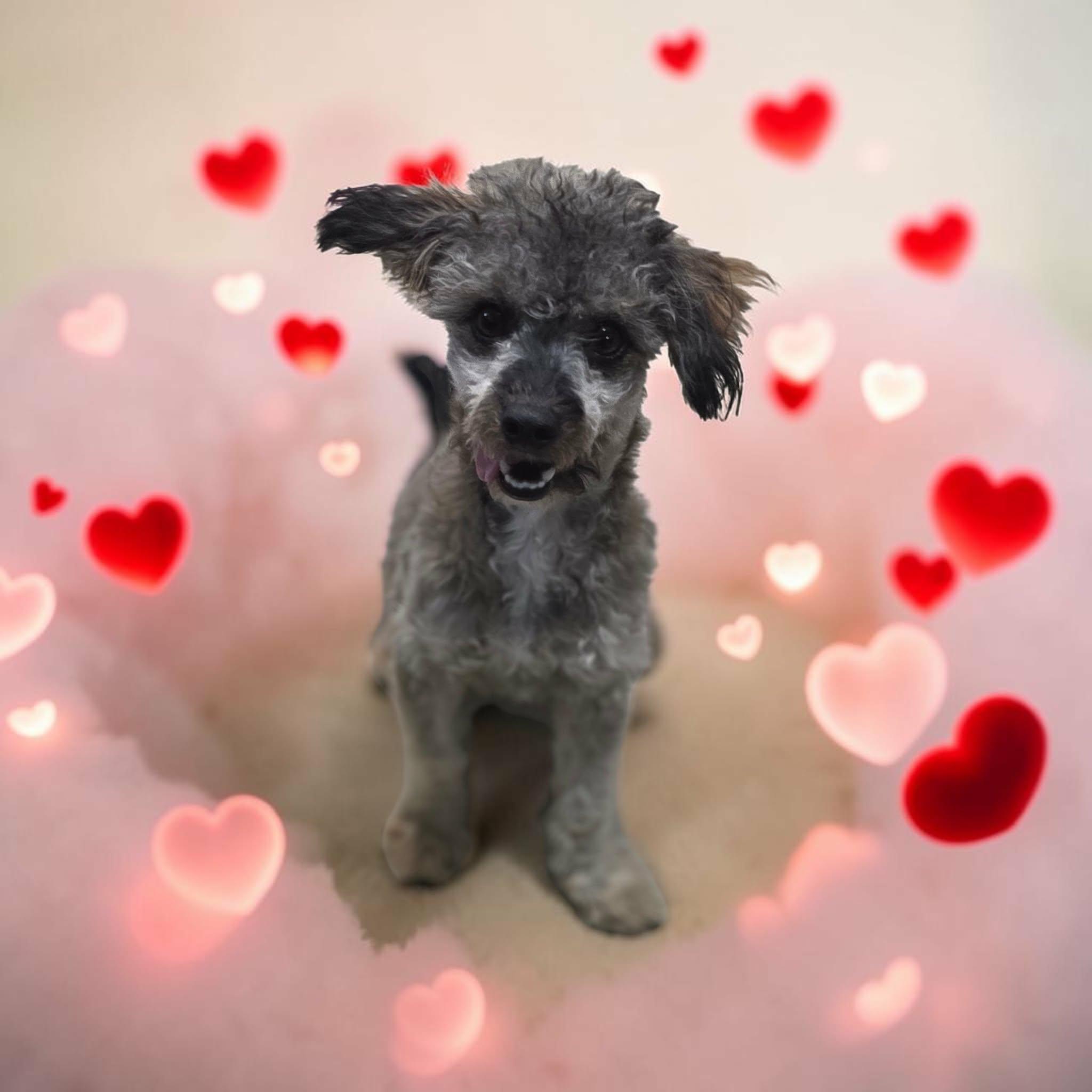 Enlarge Saylor, a Adoptable mixed breed in Anderson, SC image 1/5