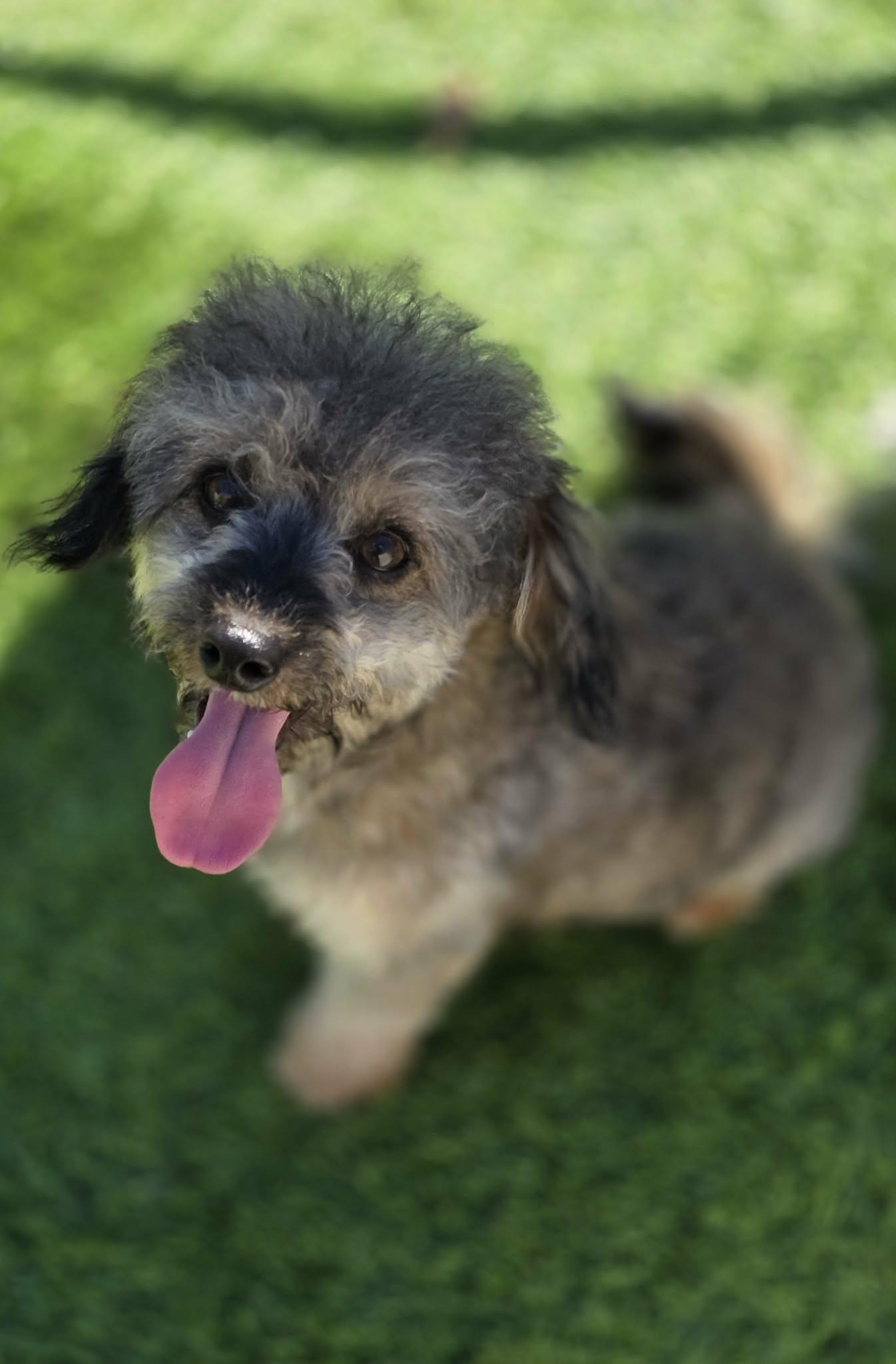 Enlarge Saylor, a Adoptable mixed breed in Anderson, SC image 6/6