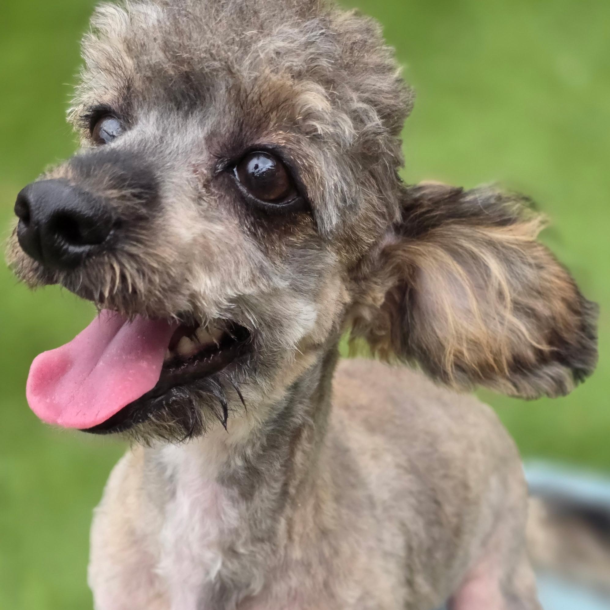 Enlarge Saylor, a Adoptable mixed breed in Anderson, SC image 3/5