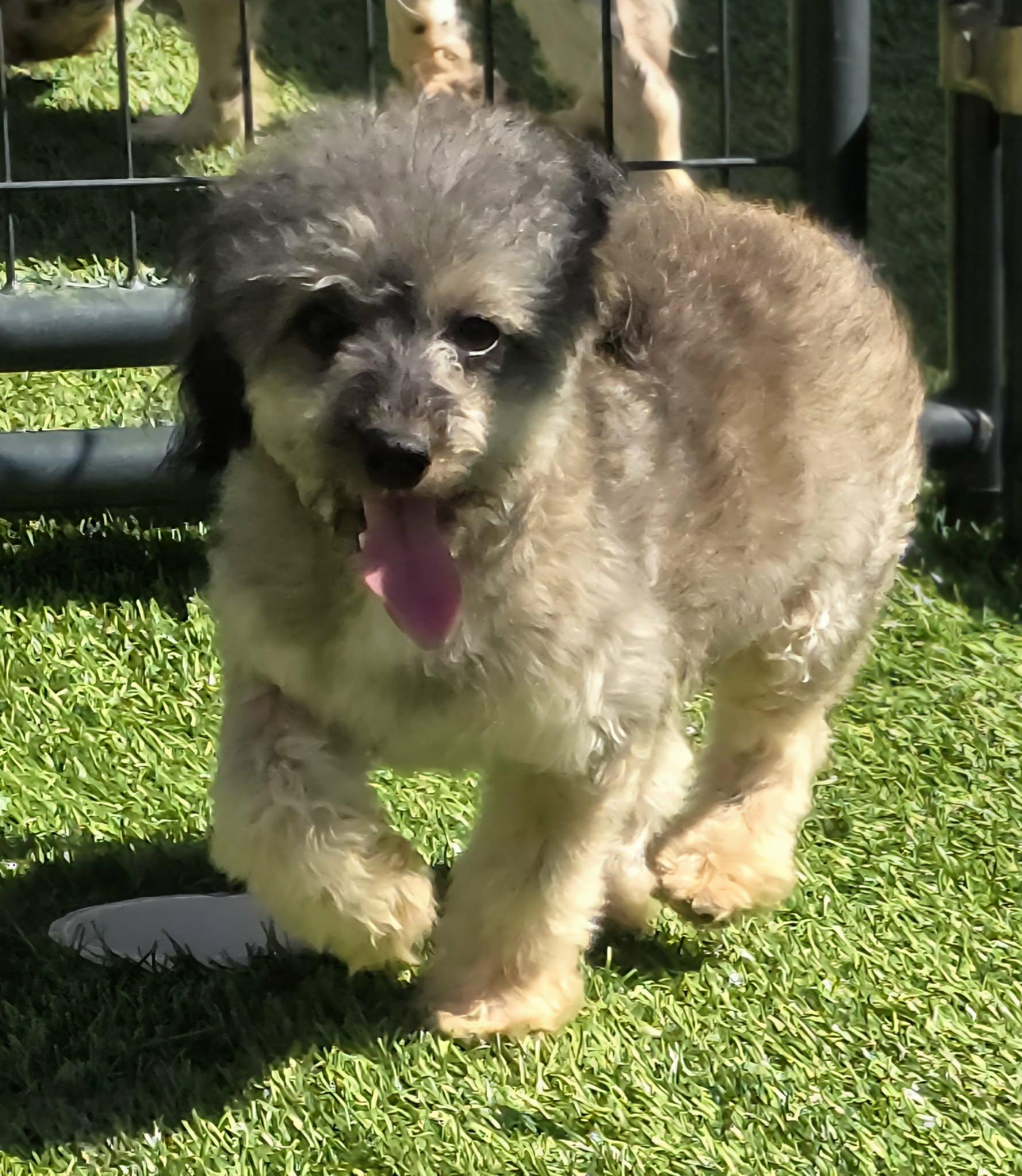 Enlarge Saylor, a Adoptable mixed breed in Anderson, SC image 2/6