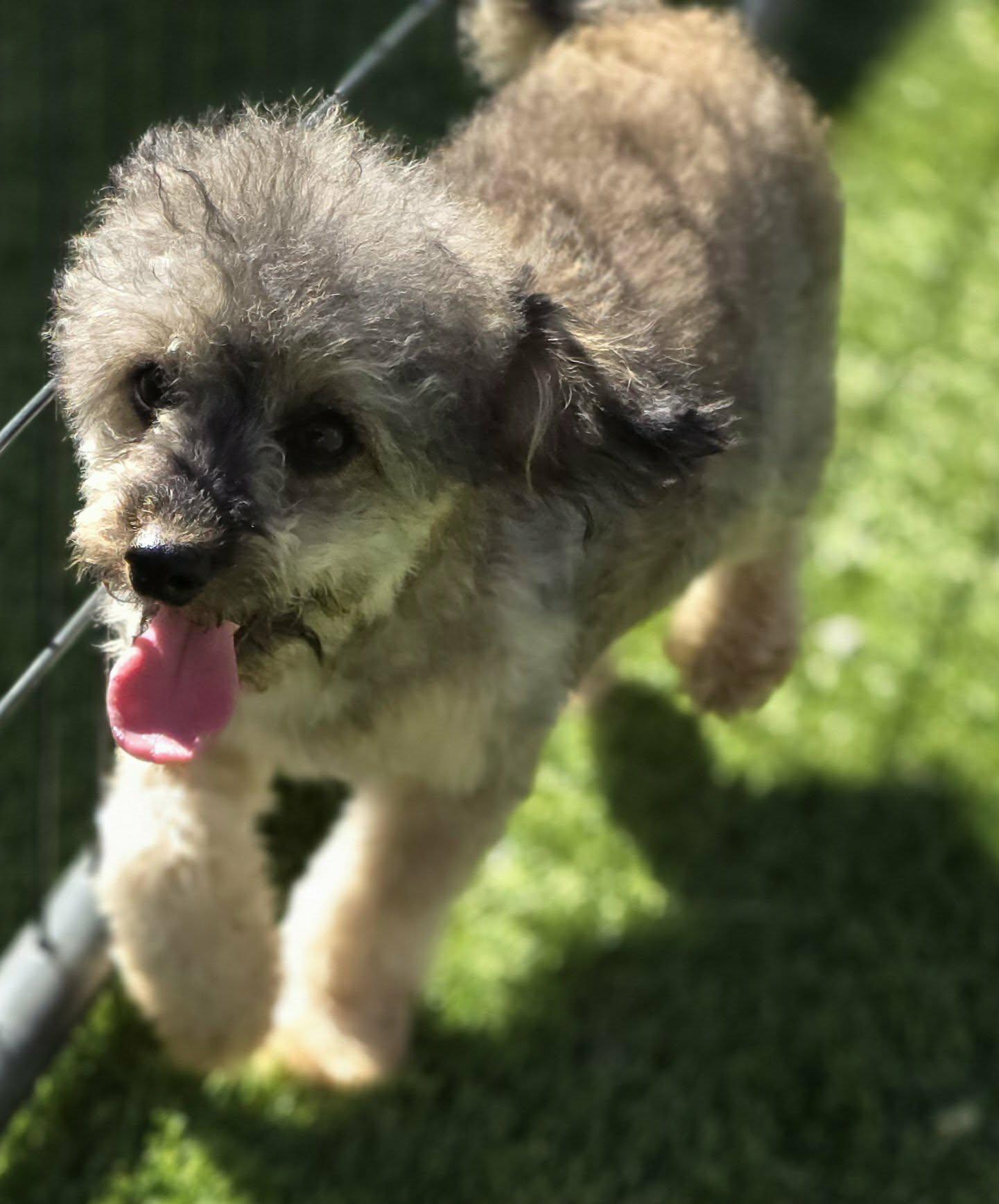 Enlarge Saylor, a Adoptable mixed breed in Anderson, SC image 5/6