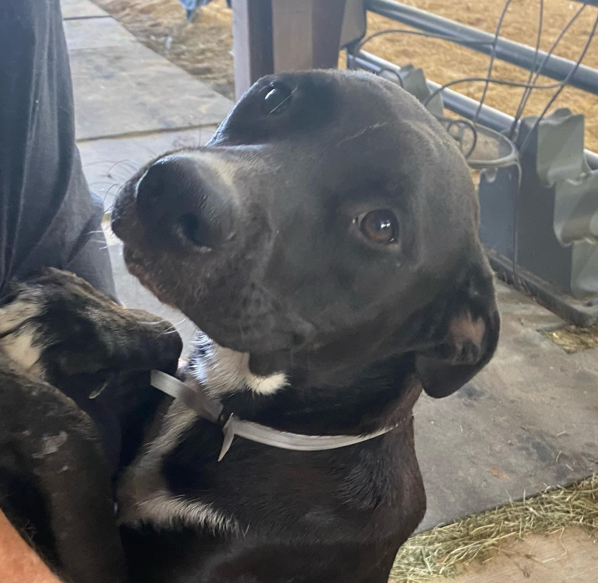 Ella, a Adopted Labrador Retriever in Pottsboro, TX image 1/3