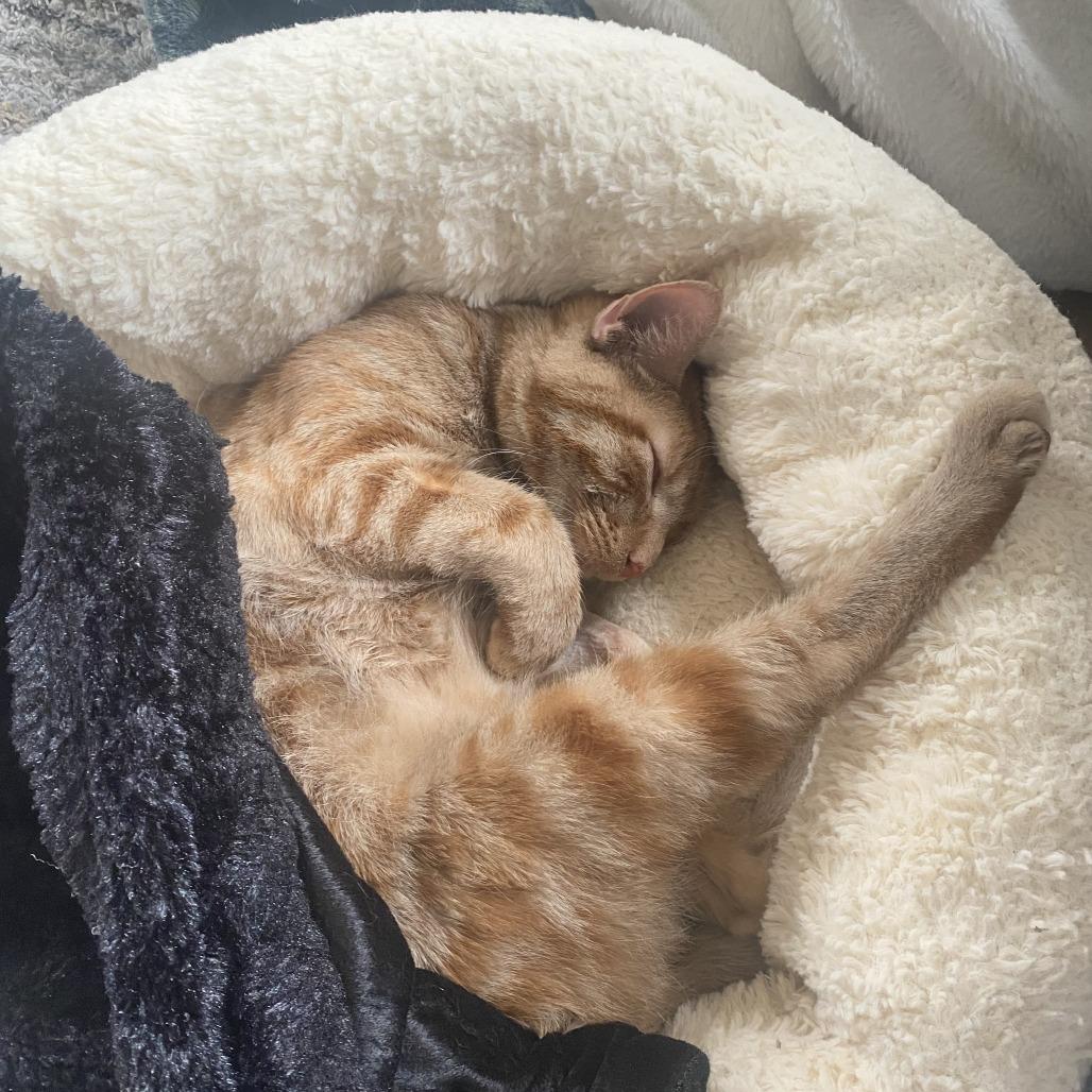 Chuua, Adoptable, Young Female Domestic Short Hair & Domestic Short Hair.