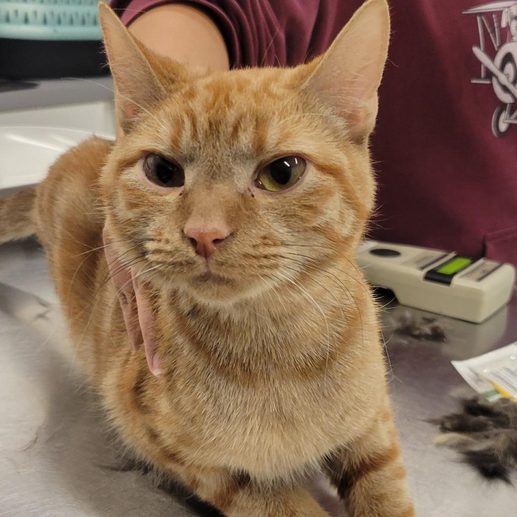 Chuua, a Adoptable mixed breed in Wheeling, IL image 3/6