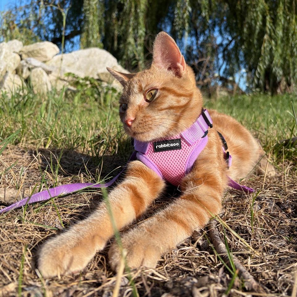 Enlarge Chuua, a Adoptable mixed breed in Wheeling, IL image 4/6