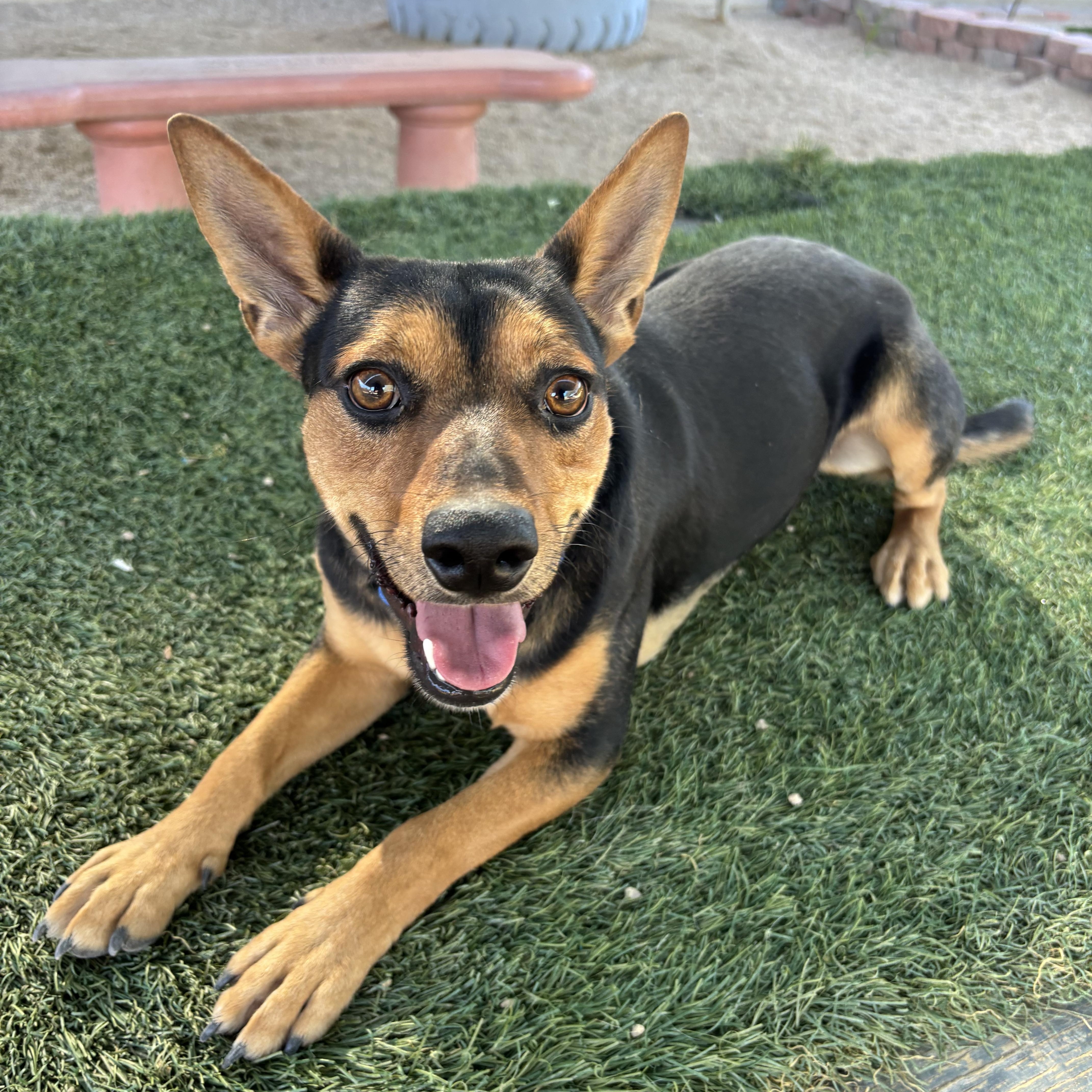 Enlarge Tabbouleh, a ADOPTABLE mixed breed in Phoenix, AZ image 2/6