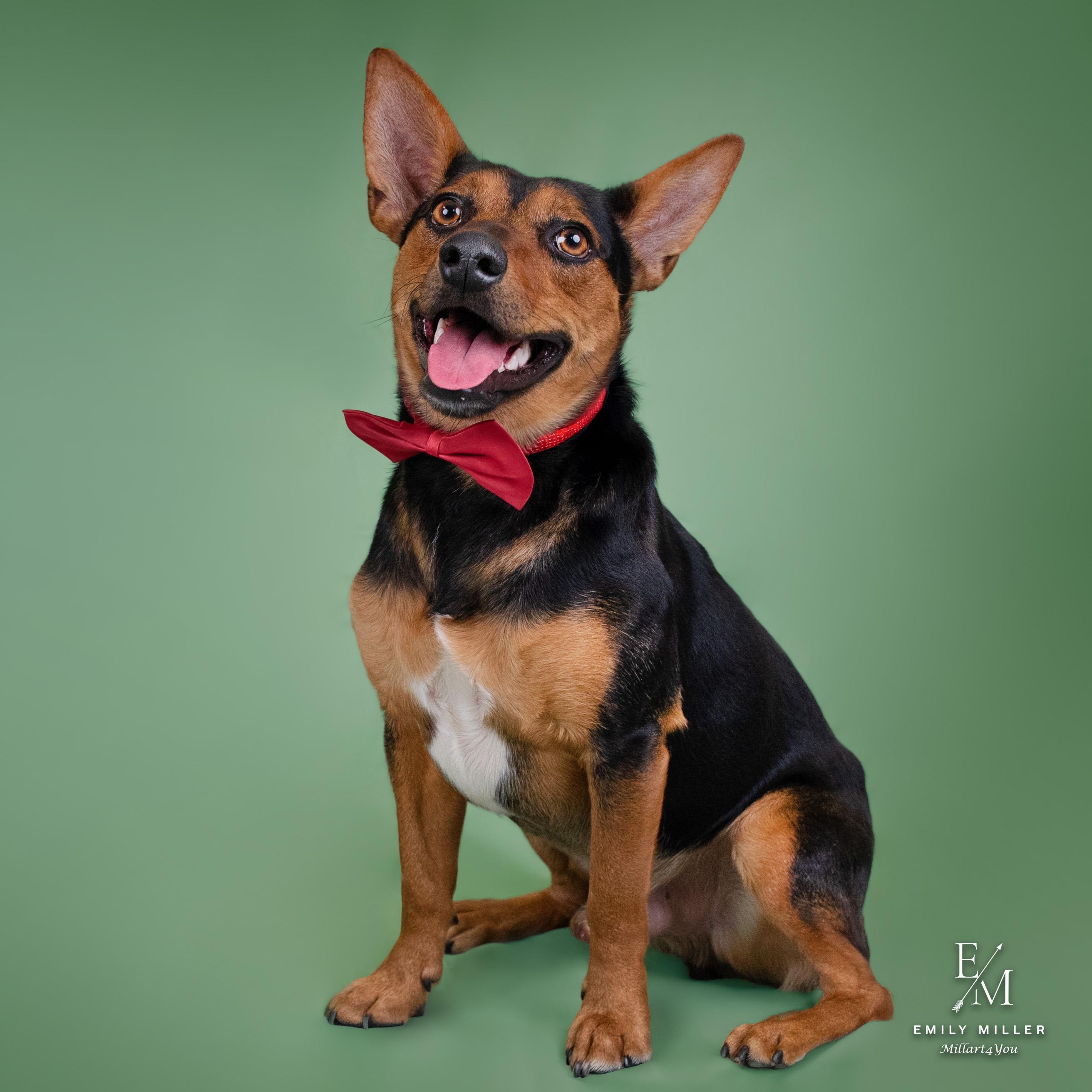 Tabbouleh, ADOPTABLE, Adult Male Chihuahua.