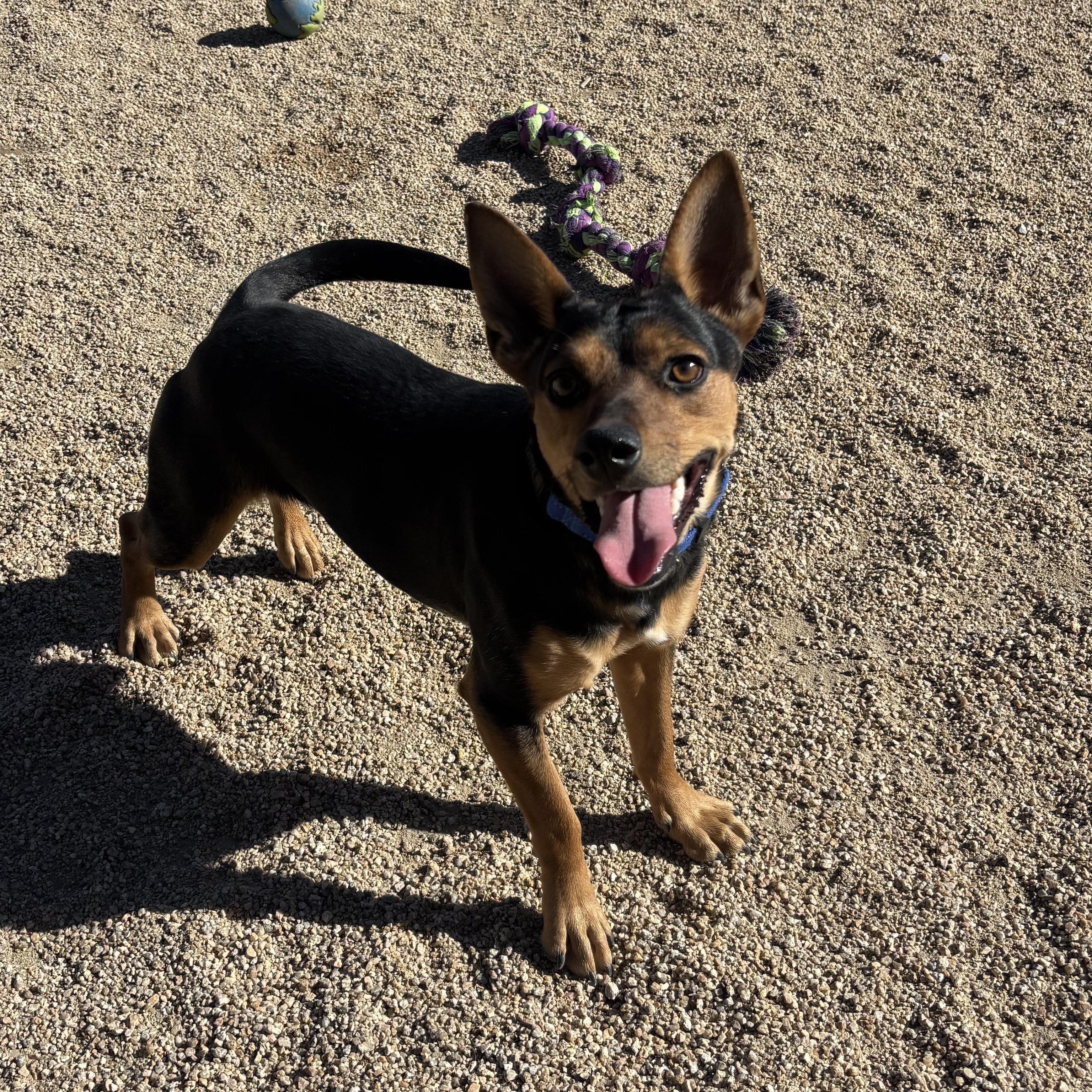 Enlarge Tabbouleh, a ADOPTABLE mixed breed in Phoenix, AZ image 4/6