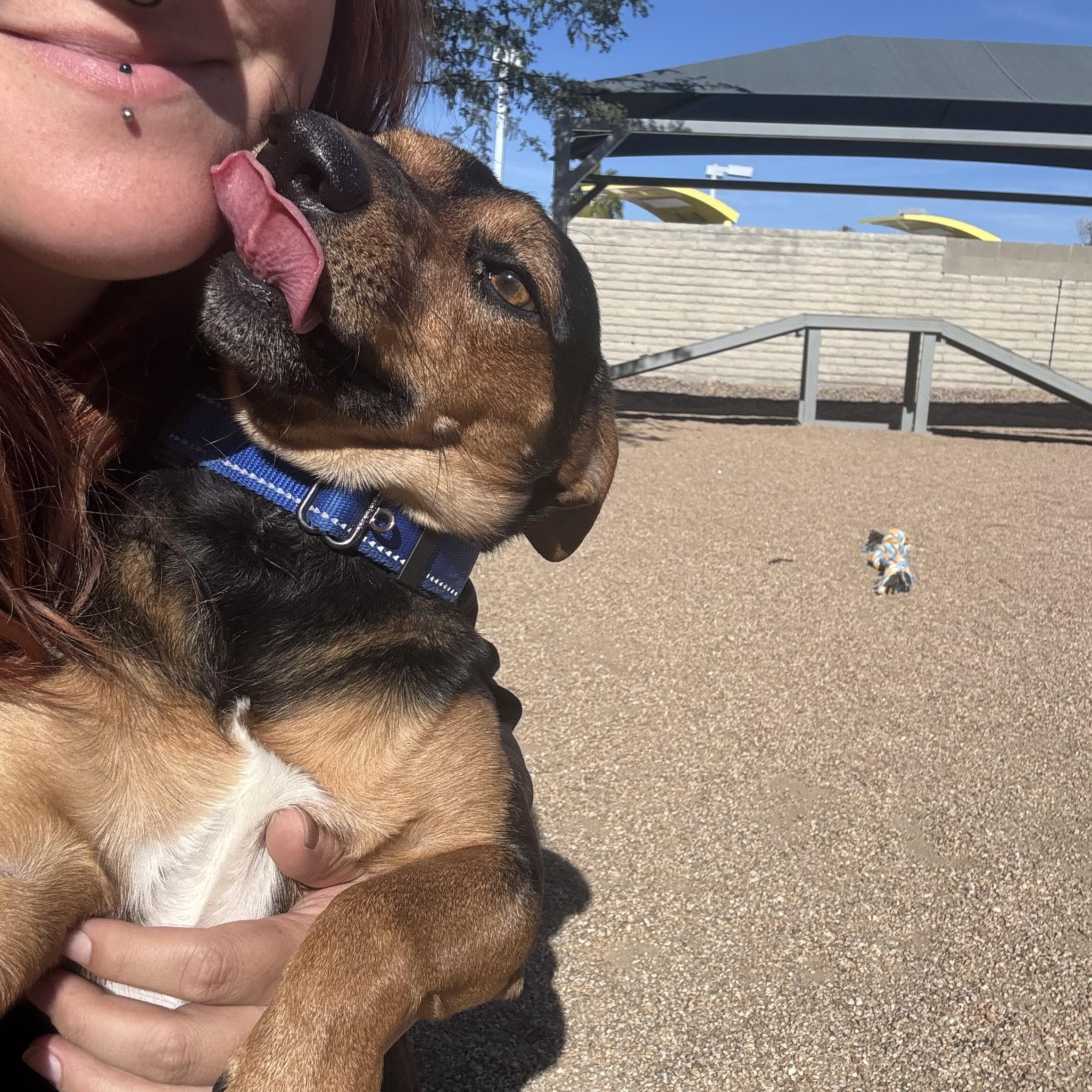 Enlarge Tabbouleh, a ADOPTABLE mixed breed in Phoenix, AZ image 5/6