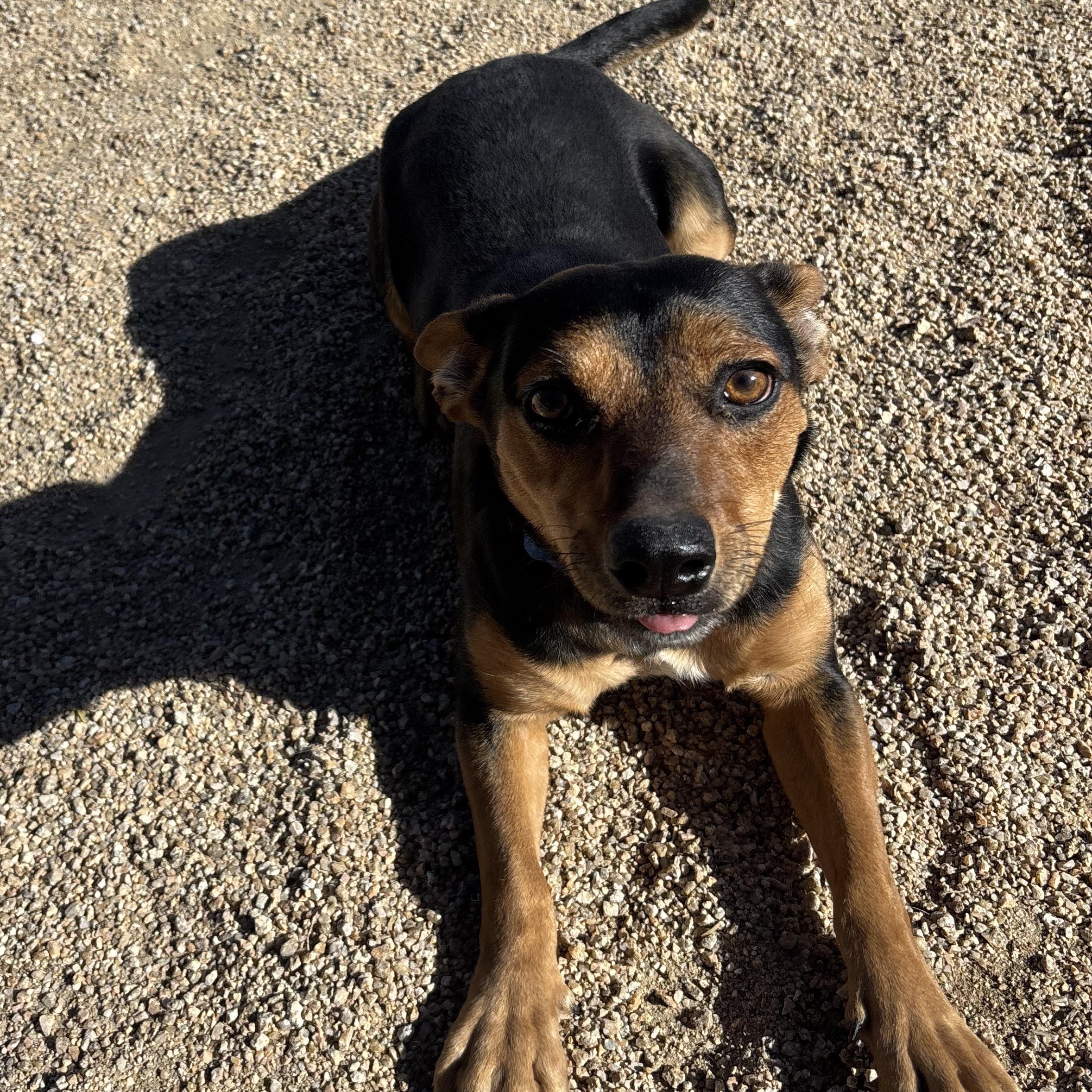 Enlarge Tabbouleh, a ADOPTABLE mixed breed in Phoenix, AZ image 6/6