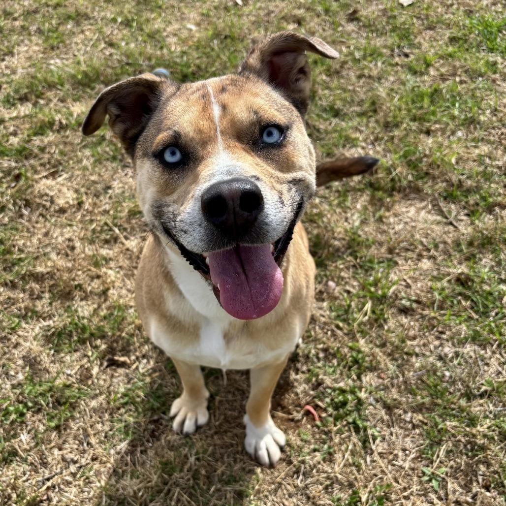 Rosie, Adoptable, Adult Female Mixed Breed & Catahoula Leopard Dog.