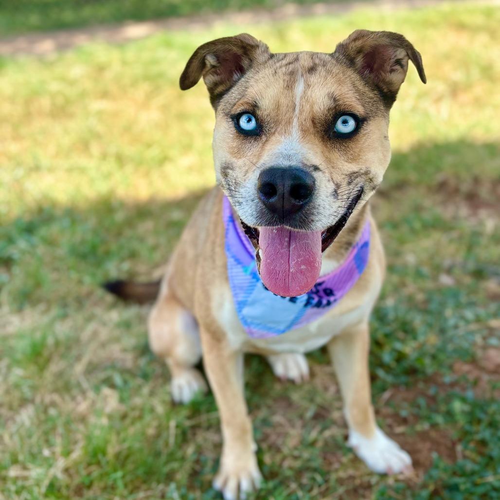 Paloma, a Adoptable mixed breed in Fredericksburg, TX image 1/6