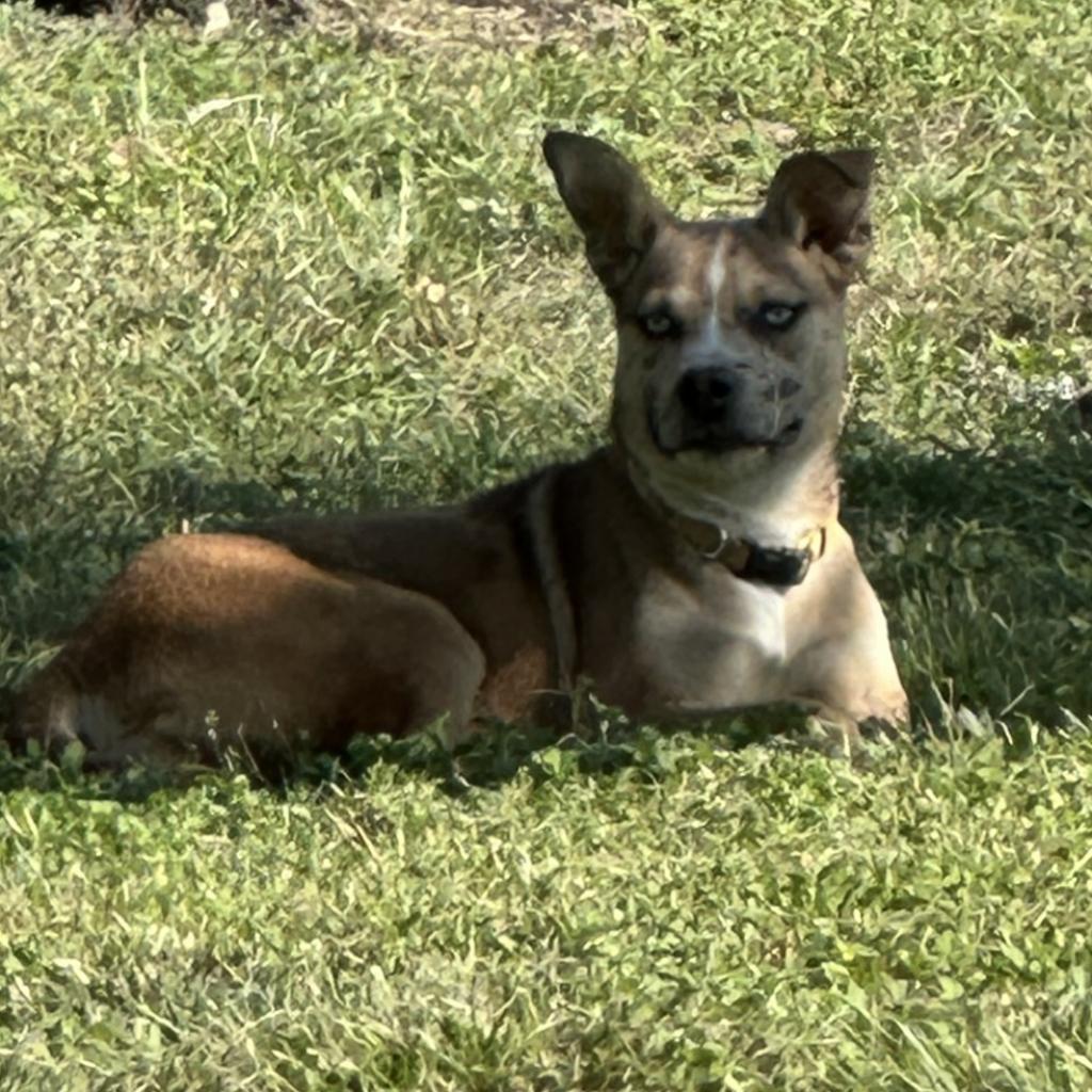 Rosie, Adoptable, Adult Female Mixed Breed & Catahoula Leopard Dog.