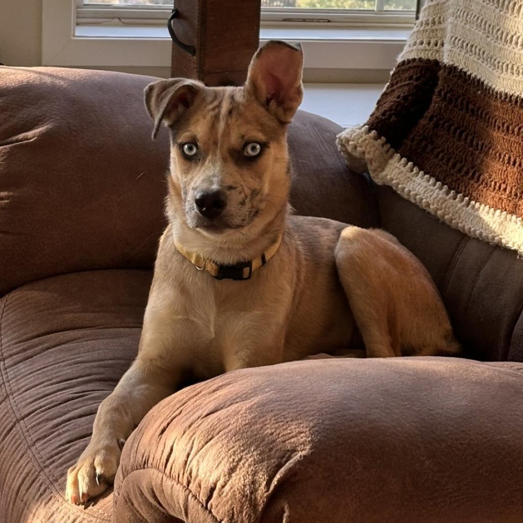 Enlarge Rosie, a Adoptable mixed breed in Fredericksburg, TX image 2/6