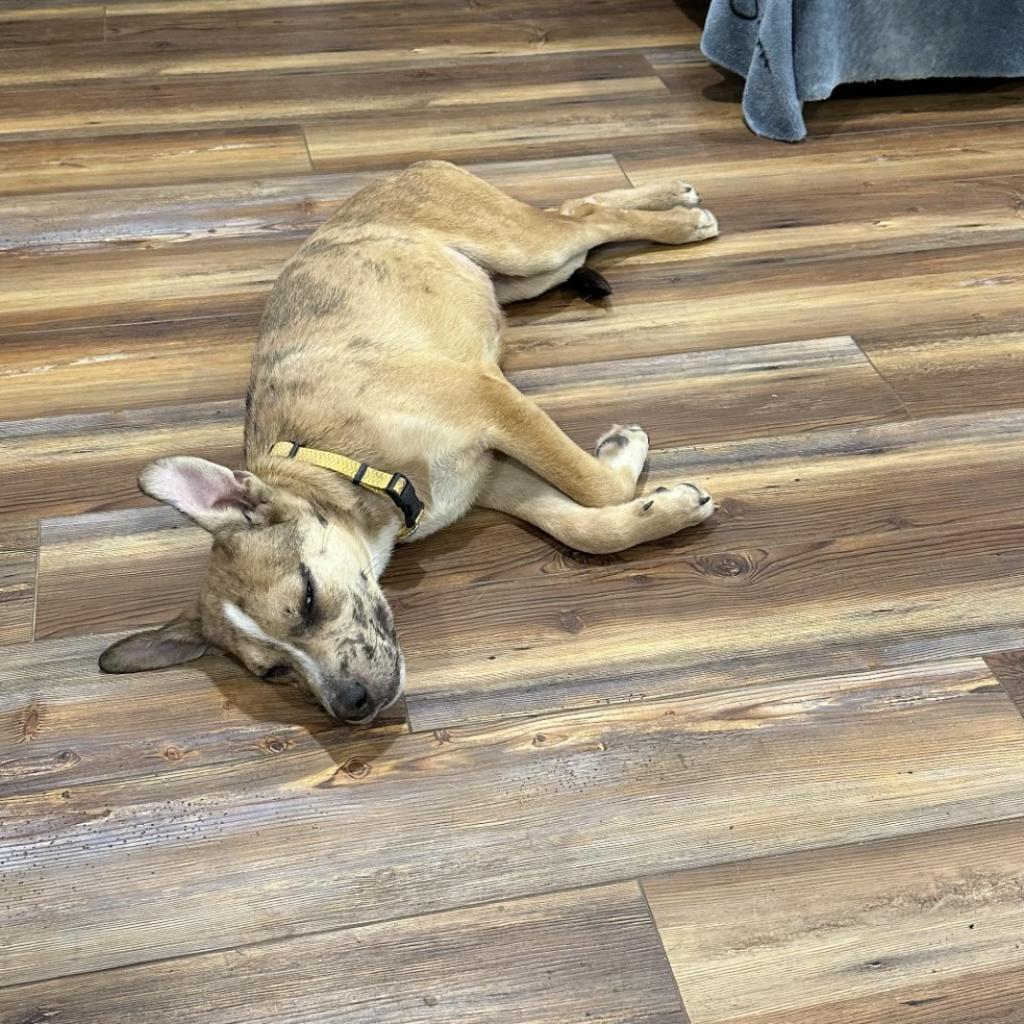 Enlarge Rosie, a Adoptable mixed breed in Fredericksburg, TX image 3/6