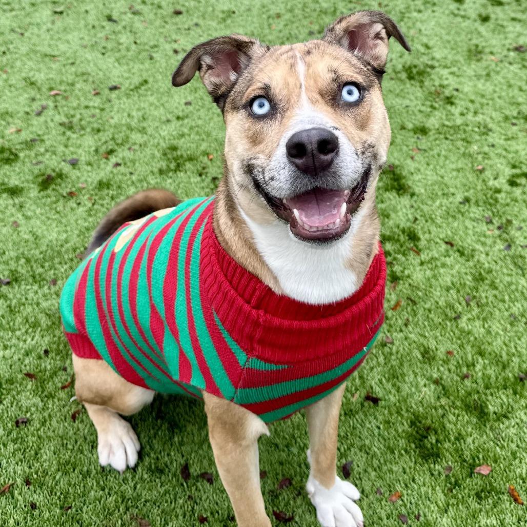 Enlarge Rosie, a Adoptable mixed breed in Fredericksburg, TX image 4/6