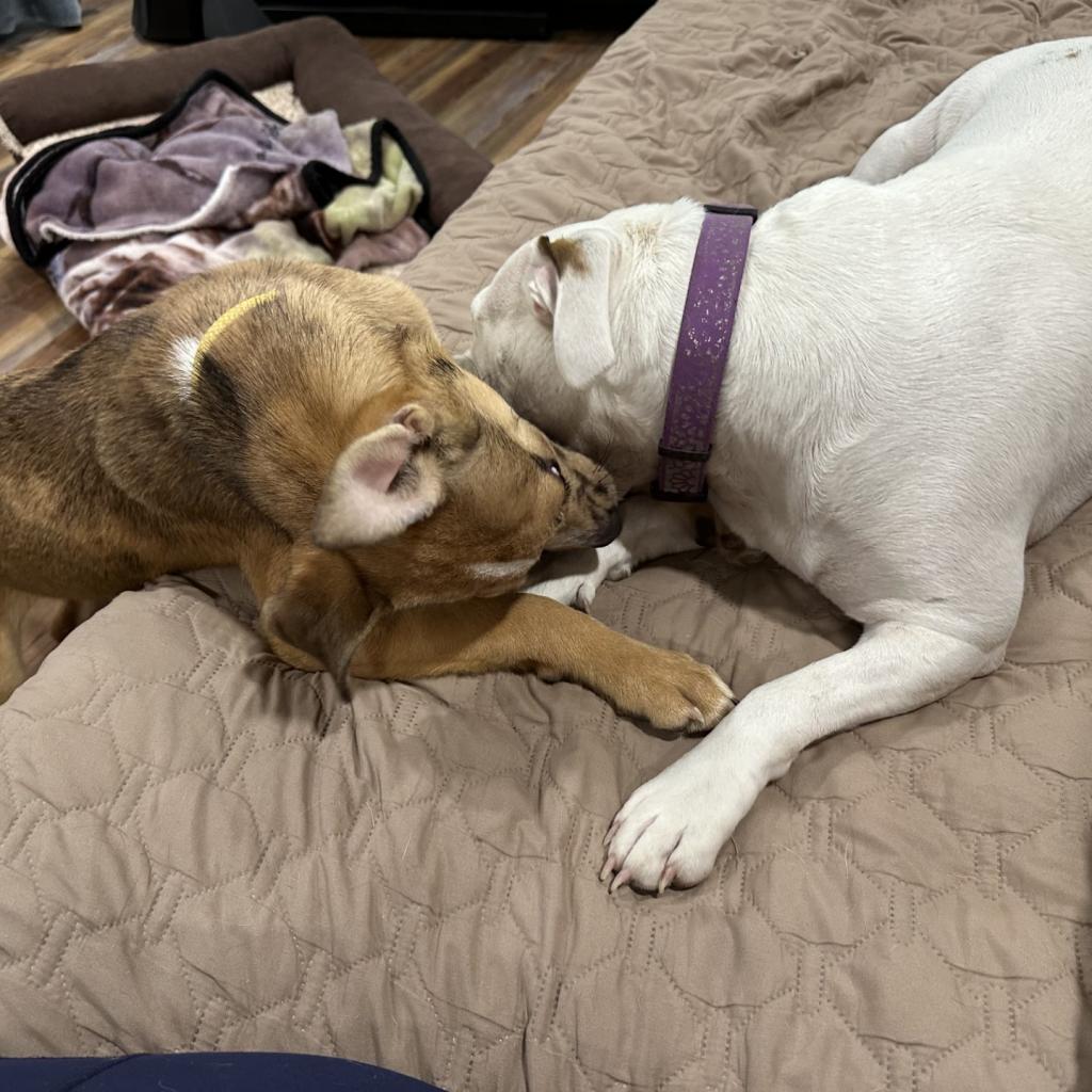 Enlarge Rosie, a Adoptable mixed breed in Fredericksburg, TX image 5/6