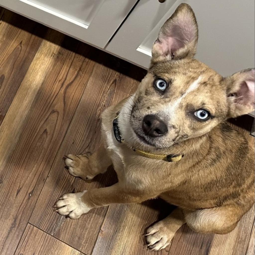 Enlarge Rosie, a Adoptable mixed breed in Fredericksburg, TX image 6/6