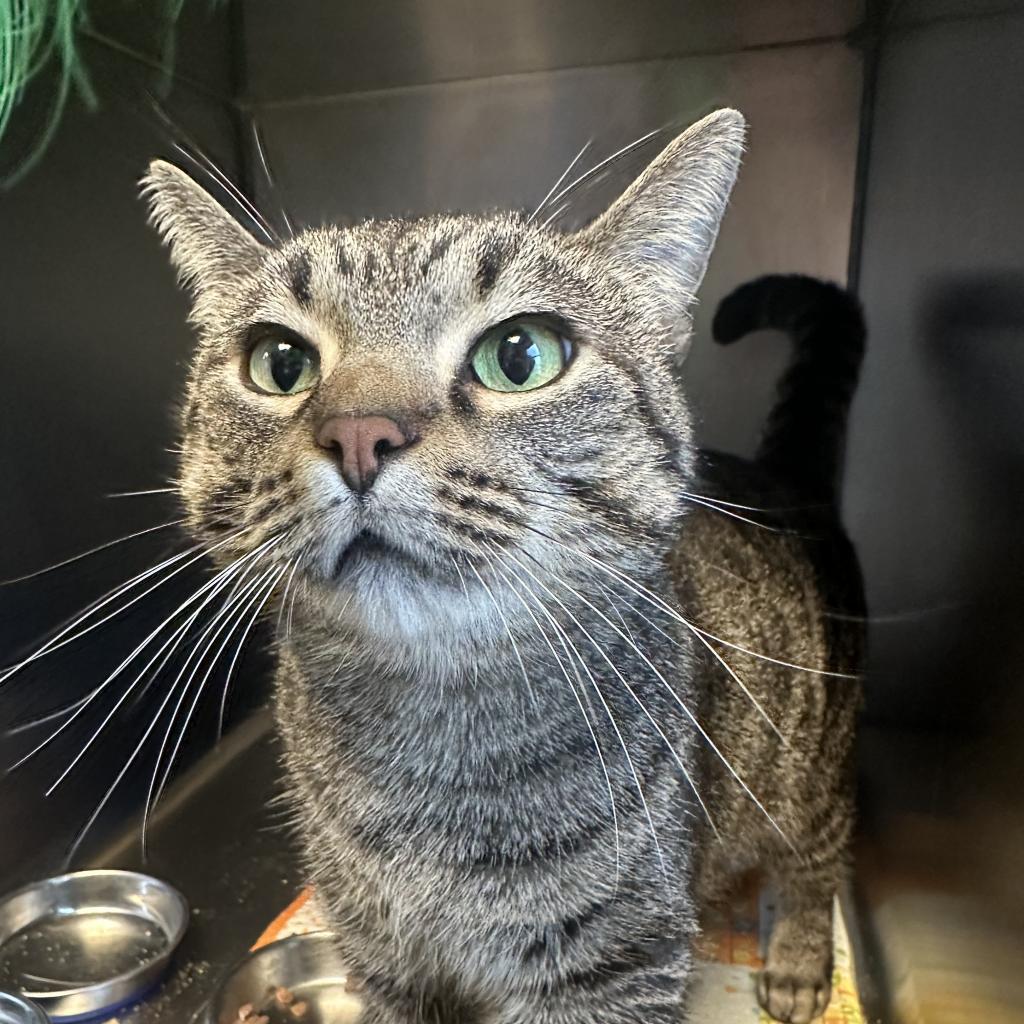 Enlarge Chickpea, a Adoptable Domestic Short Hair in South Haven, MI image 1/6