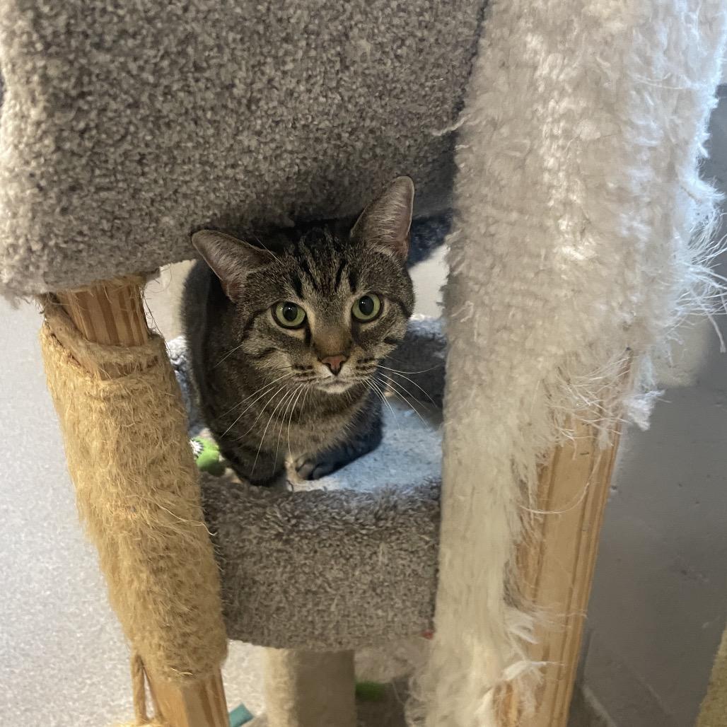 Enlarge Chickpea, a Adoptable Domestic Short Hair in South Haven, MI image 2/6