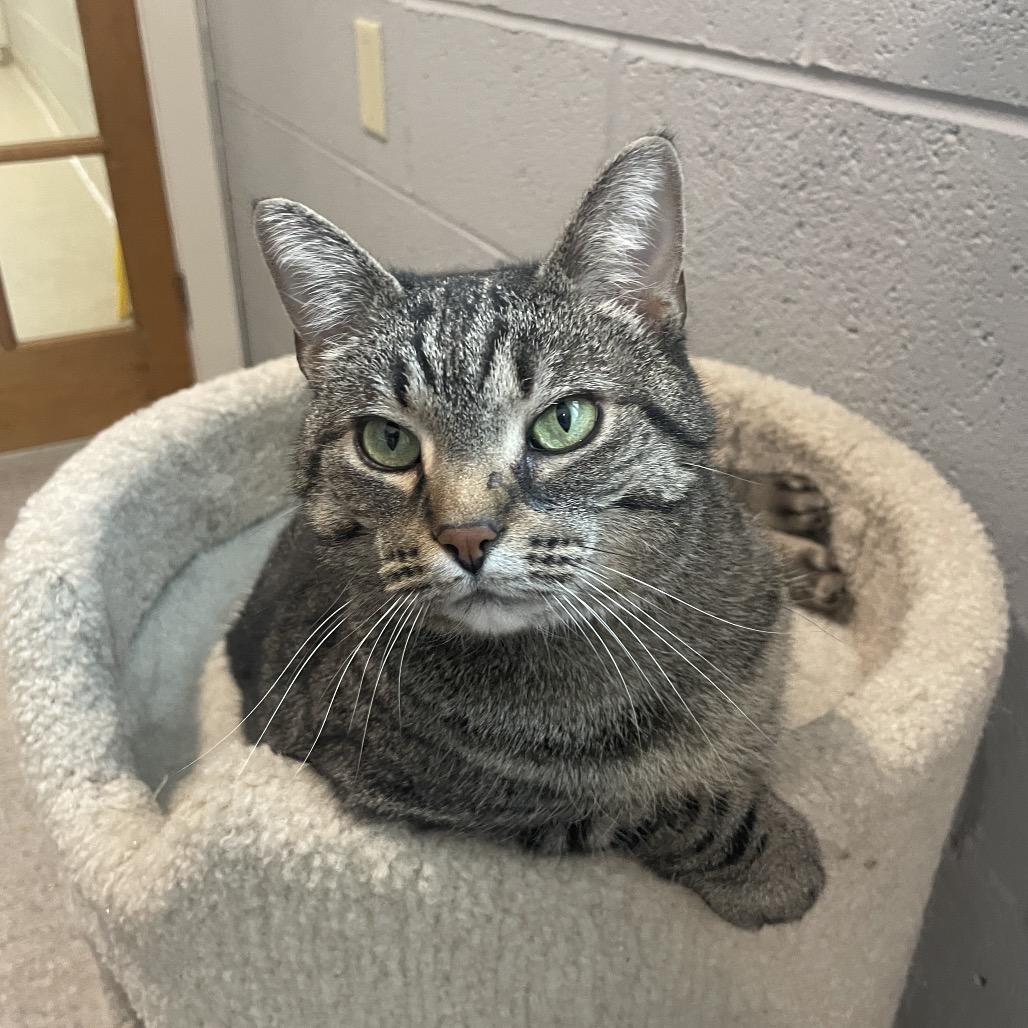 Enlarge Chickpea, a Adoptable Domestic Short Hair in South Haven, MI image 3/6