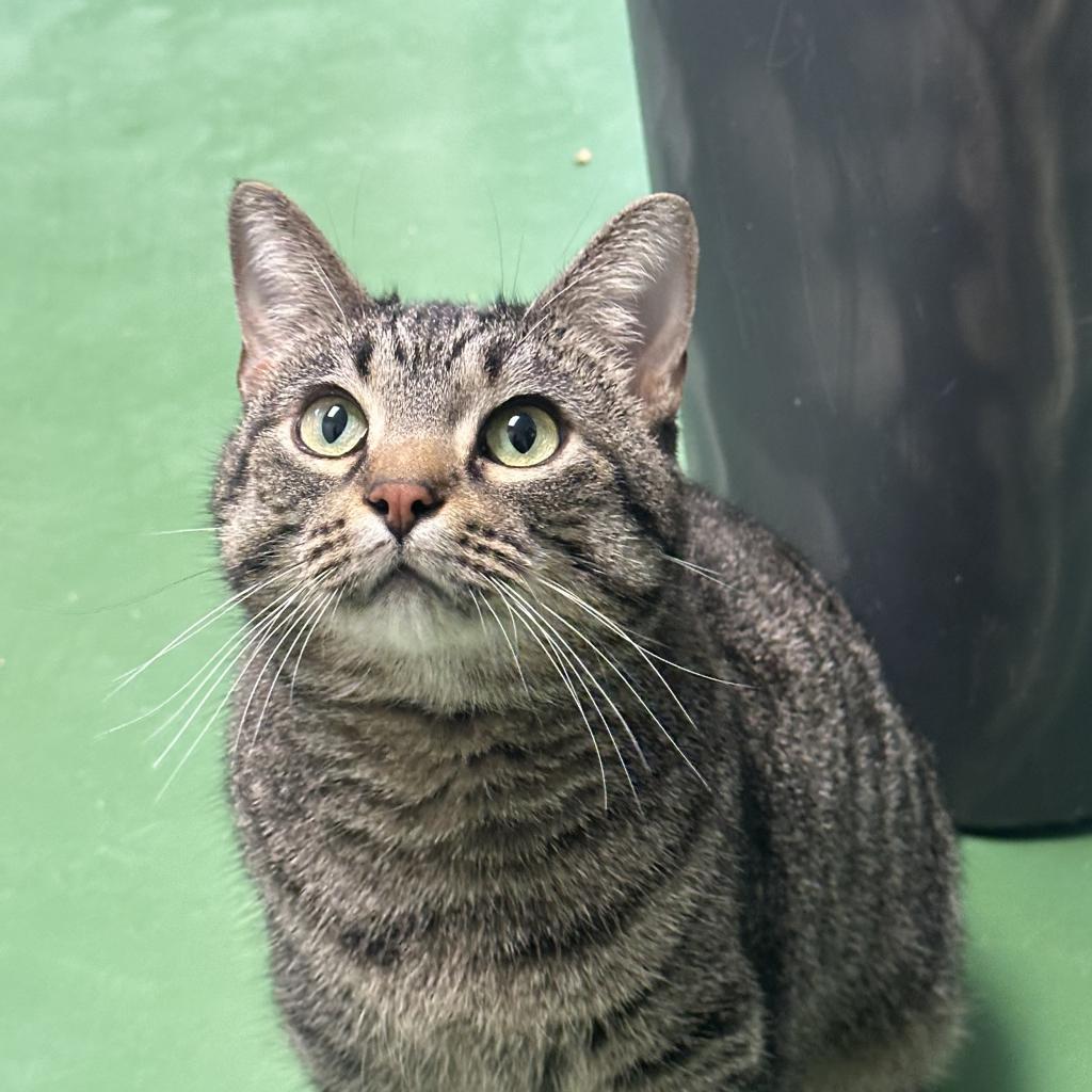 Enlarge Chickpea, a Adoptable Domestic Short Hair in South Haven, MI image 4/6