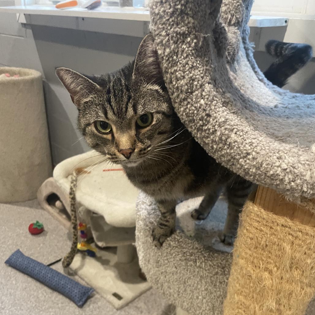 Enlarge Chickpea, a Adoptable Domestic Short Hair in South Haven, MI image 5/6