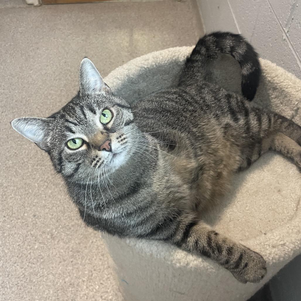 Enlarge Chickpea, a Adoptable Domestic Short Hair in South Haven, MI image 6/6