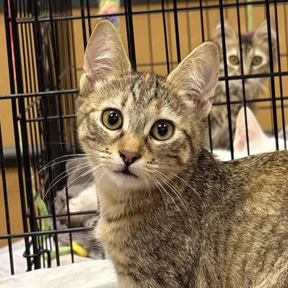 Enlarge Eden, a Adoptable Domestic Short Hair in Sonora, CA image 1/1