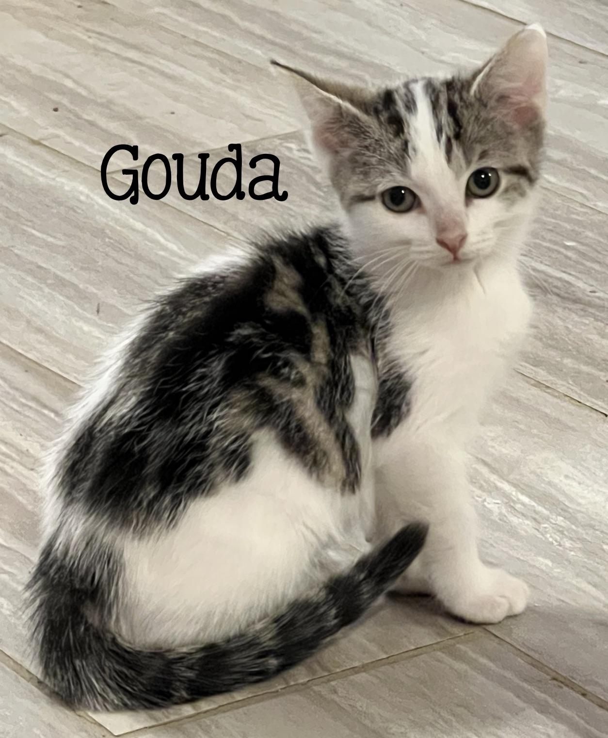 Gouda...gorgeous, playful, and oh-so-Gouda, adopted, Kitten Female Domestic Short Hair & Calico.