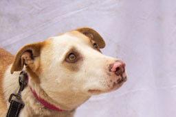 Jackson, a Adoptable mixed breed in Cottonwood, AZ image 2/3