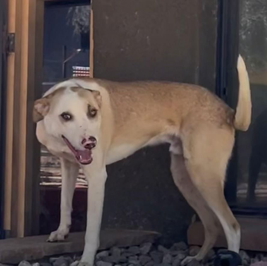 Jackson, a Adoptable mixed breed in Cottonwood, AZ image 3/3