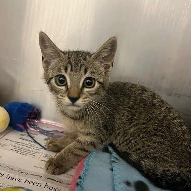 Enlarge Tinkerbell, a Adoptable Domestic Short Hair in Hendersonville, NC image 1/1