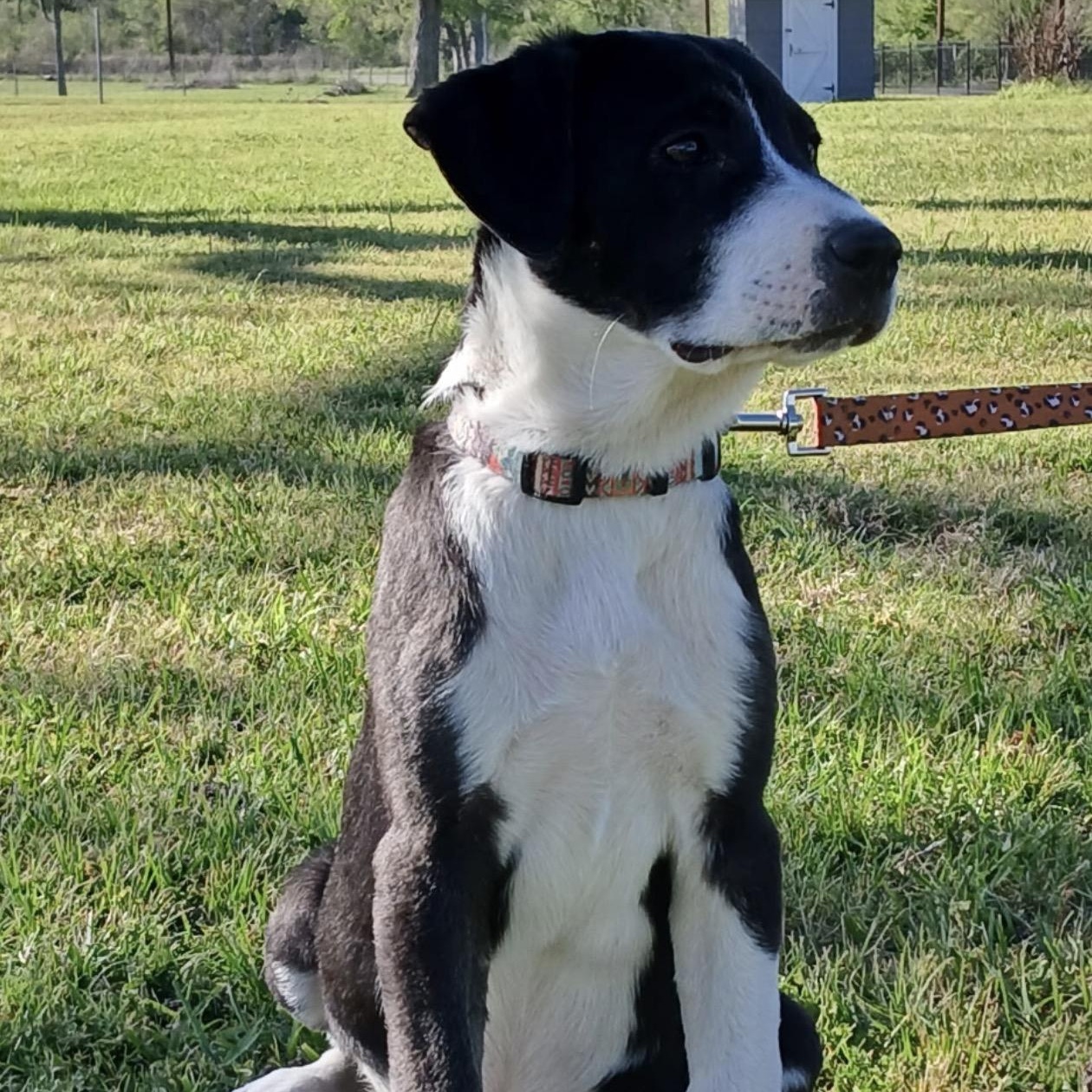 Enlarge Sadie, an adopted mixed breed in Sealy, TX image 4/5