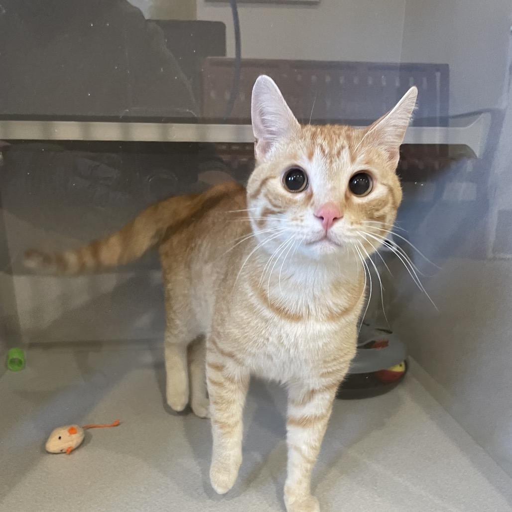 Amaretto, Adoptable, Adult Male Domestic Short Hair.