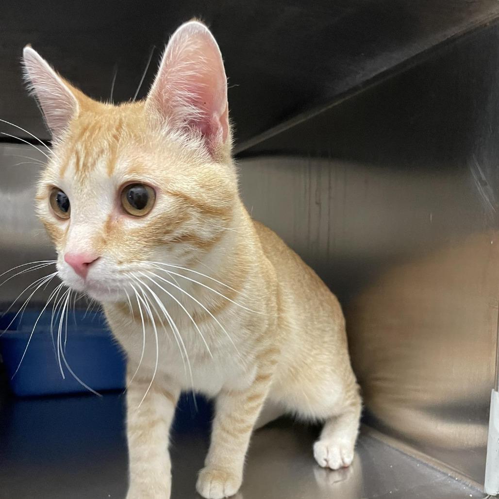 Enlarge Amaretto, a Adoptable Domestic Short Hair in Rexburg, ID image 2/2