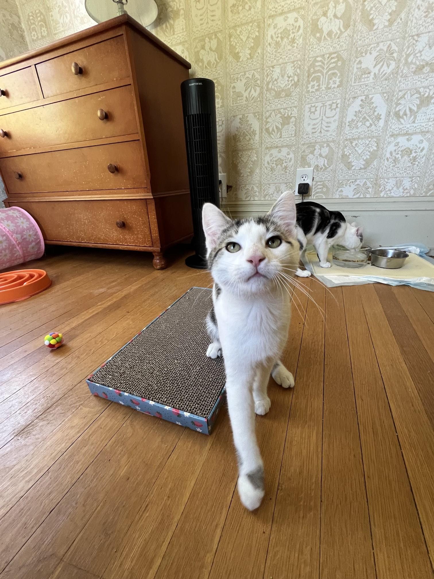 Enlarge Lake & Parker, a ADOPTABLE Domestic Short Hair in Honeoye, NY image 3/5