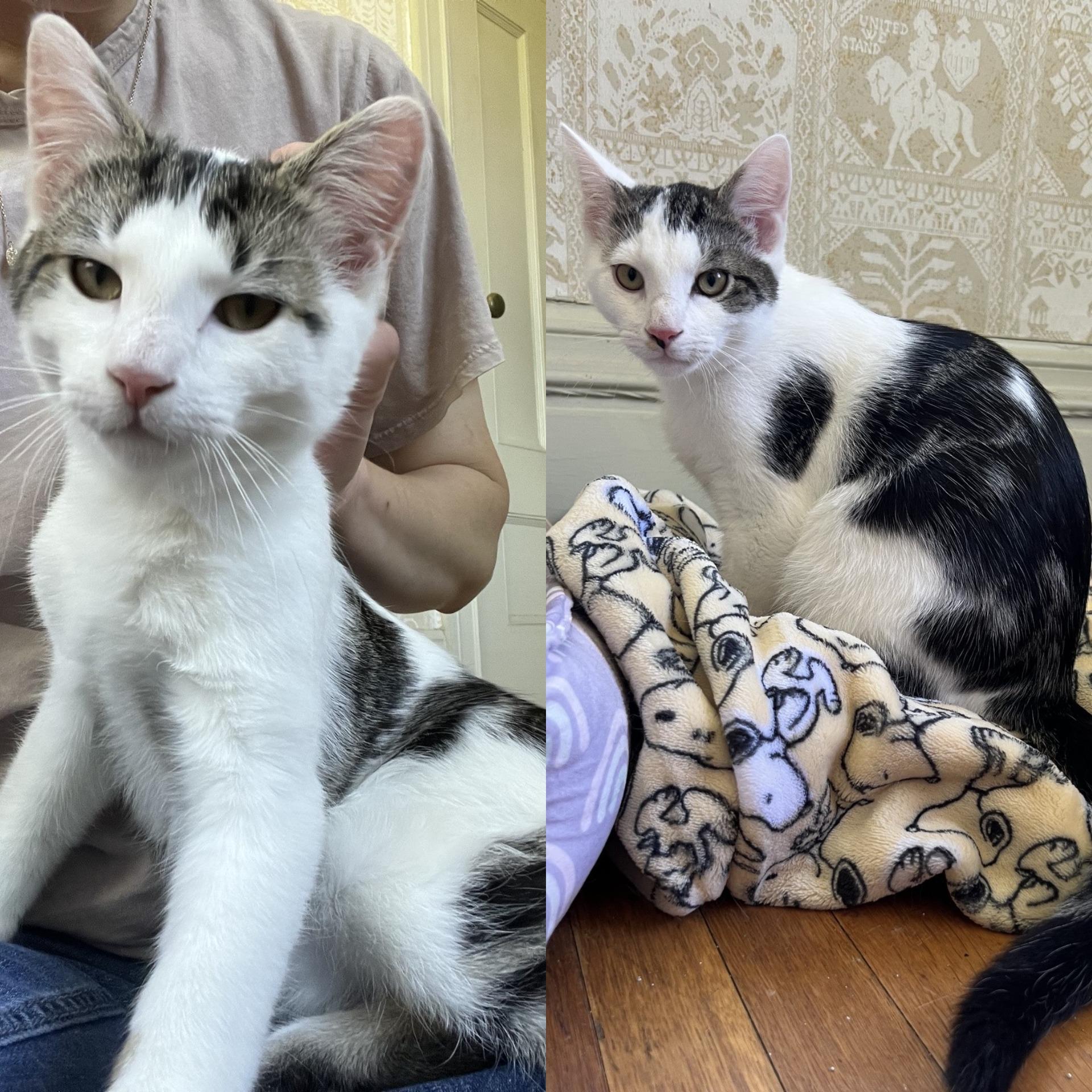 Lake & Parker, ADOPTABLE, Young Male Domestic Short Hair.
