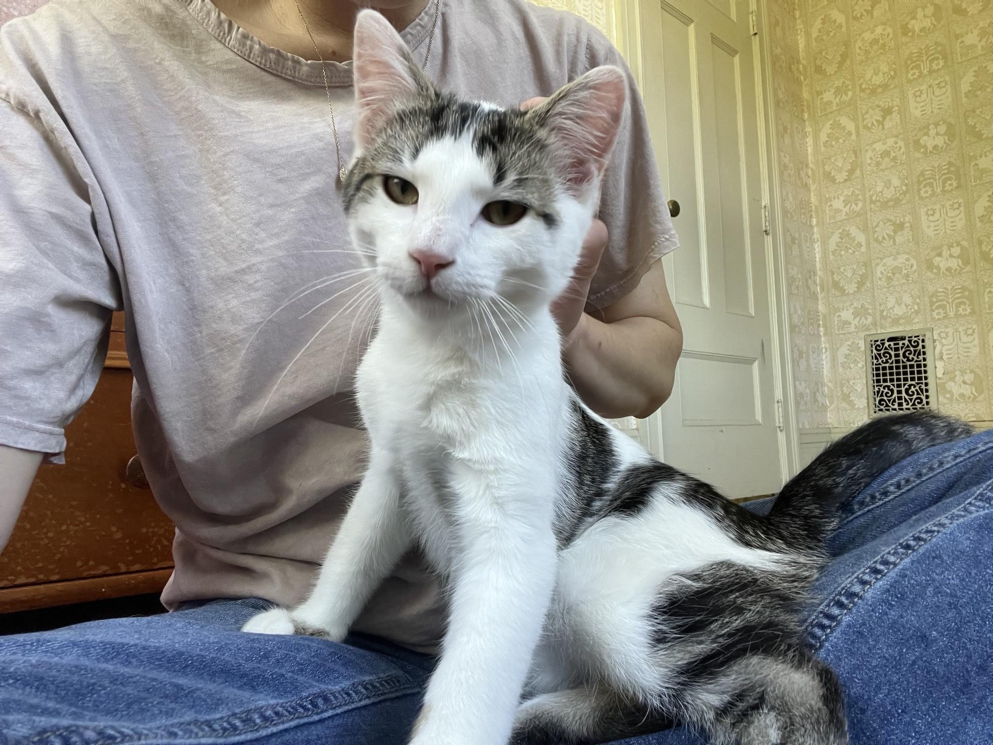Enlarge Lake & Parker, a ADOPTABLE Domestic Short Hair in Honeoye, NY image 4/5