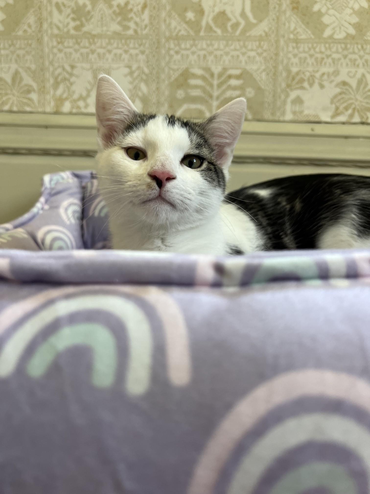 Enlarge Lake & Parker, a ADOPTABLE Domestic Short Hair in Honeoye, NY image 2/5