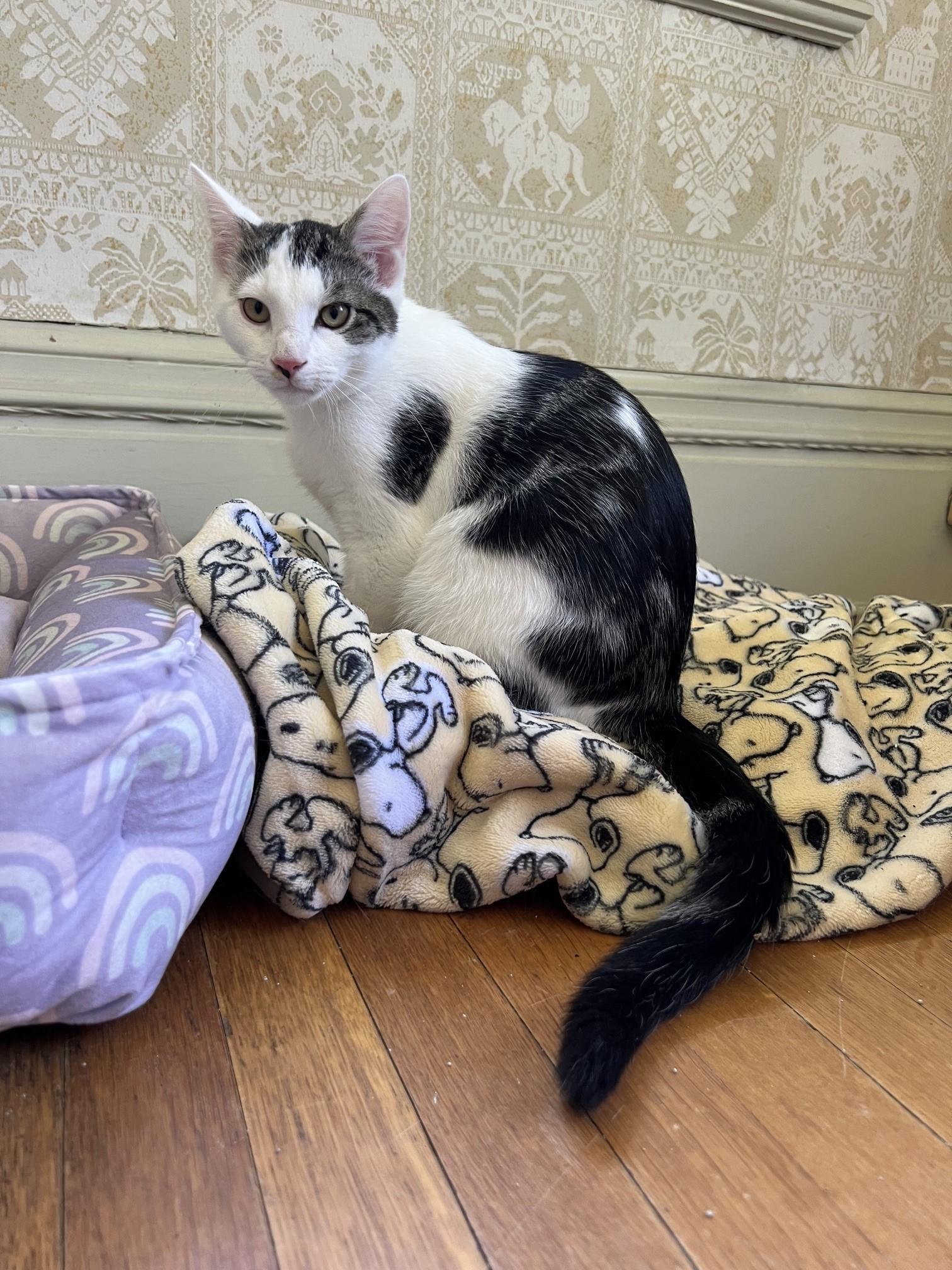 Enlarge Lake & Parker, a ADOPTABLE Domestic Short Hair in Honeoye, NY image 5/5