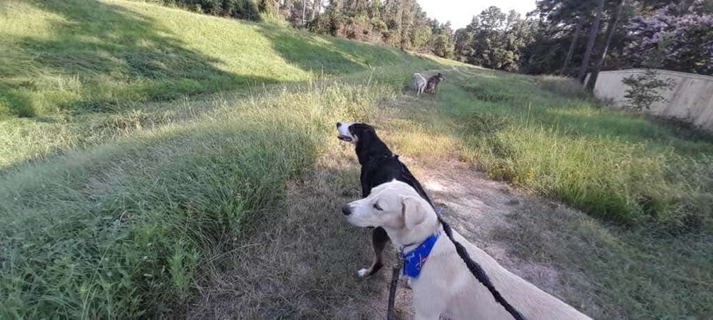 Enlarge Dash, a Adoptable mixed breed in Coopersburg, PA image 4/6