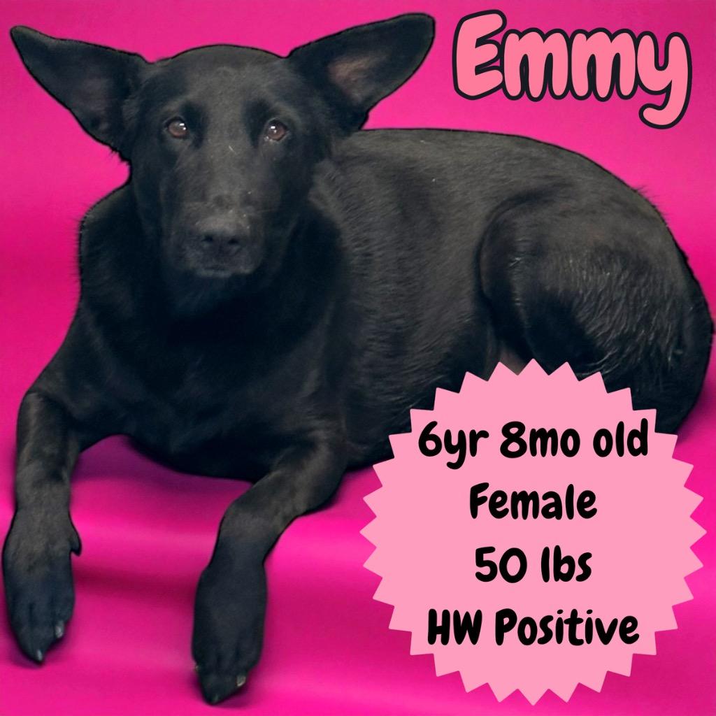 Enlarge Emmy, a Adoptable mixed breed in Sorrento, LA image 1/5