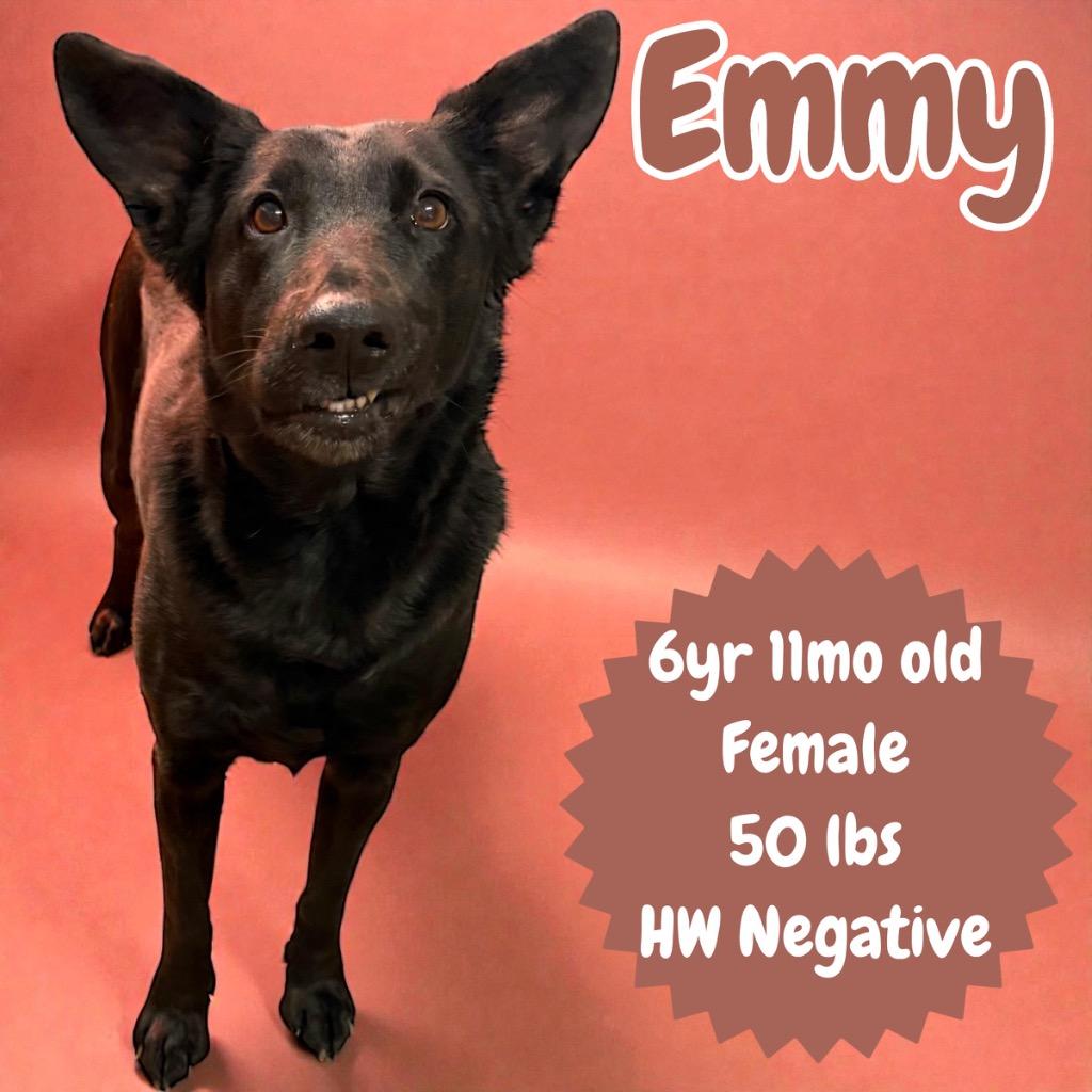 Enlarge Emmy, a Adoptable mixed breed in Sorrento, LA image 2/5